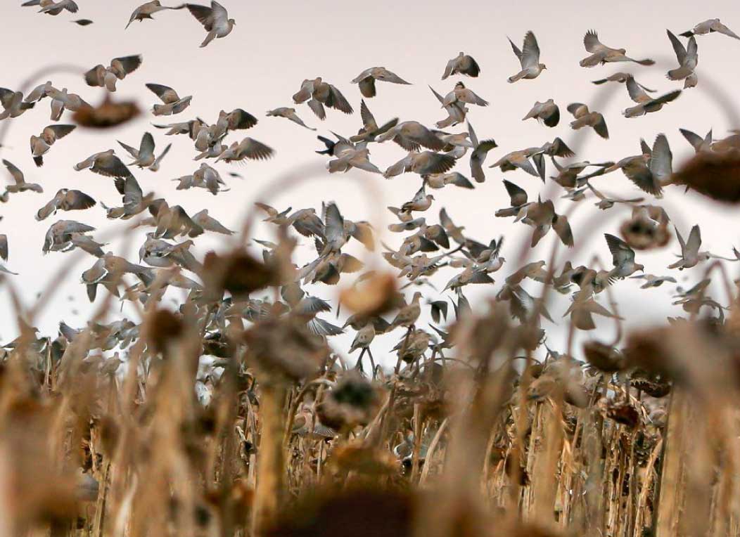 Prime dove habitat in Córdoba, Argentina