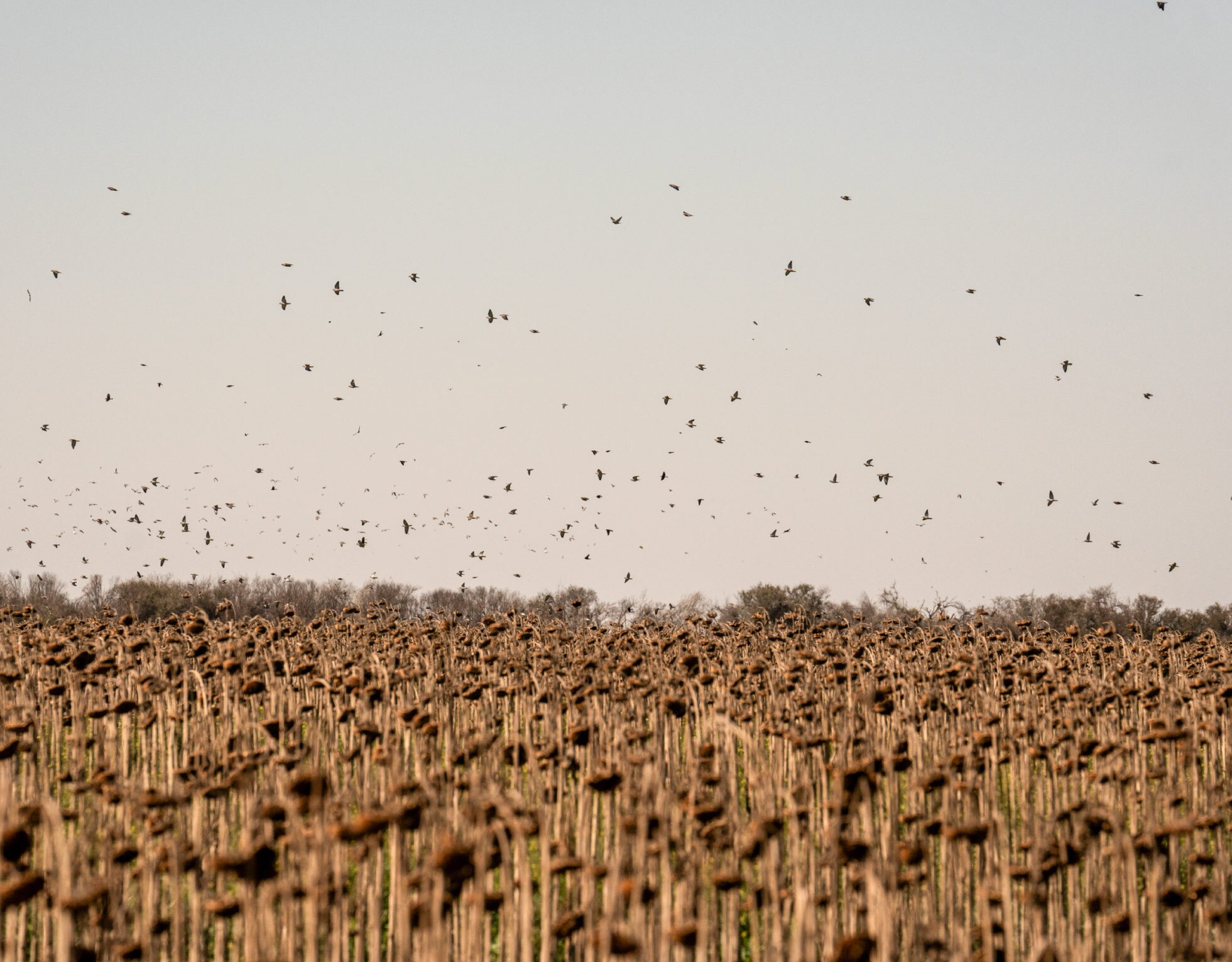Doves in flight over Córdoba, Argentina