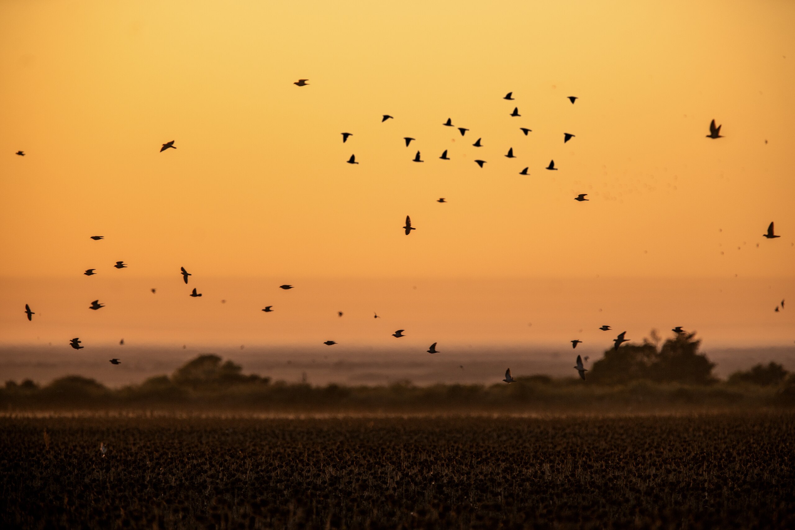 H&H Outfitters — Córdoba's premier dove hunting operation since 1991