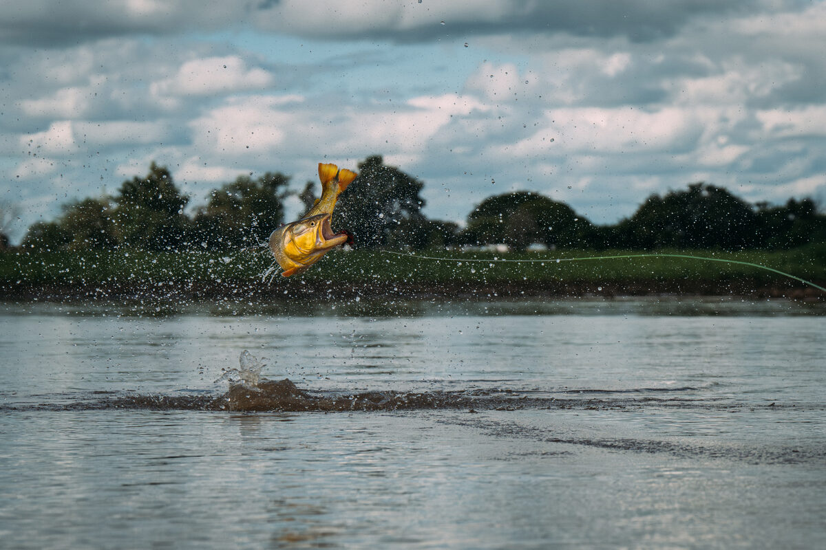 Golden Dorado breaking the surface on a Corrientes river — Cast & Blast combined journey