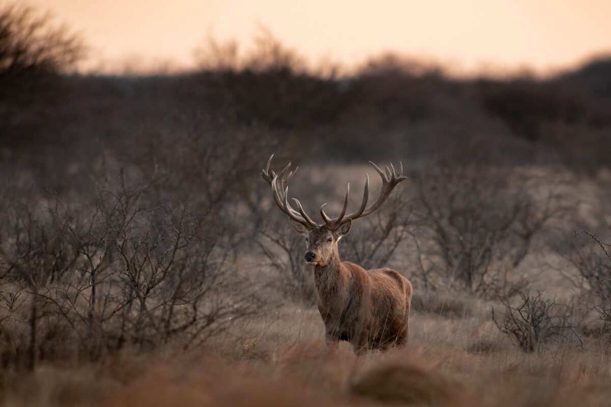 Big game in the mountain wilderness of San Luis — Chischaca combined journey
