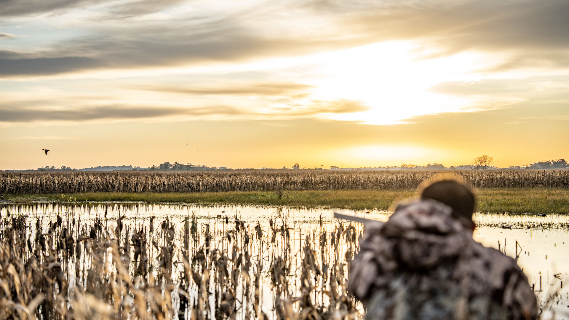Duck hunting at first light in the Buenos Aires wetlands
