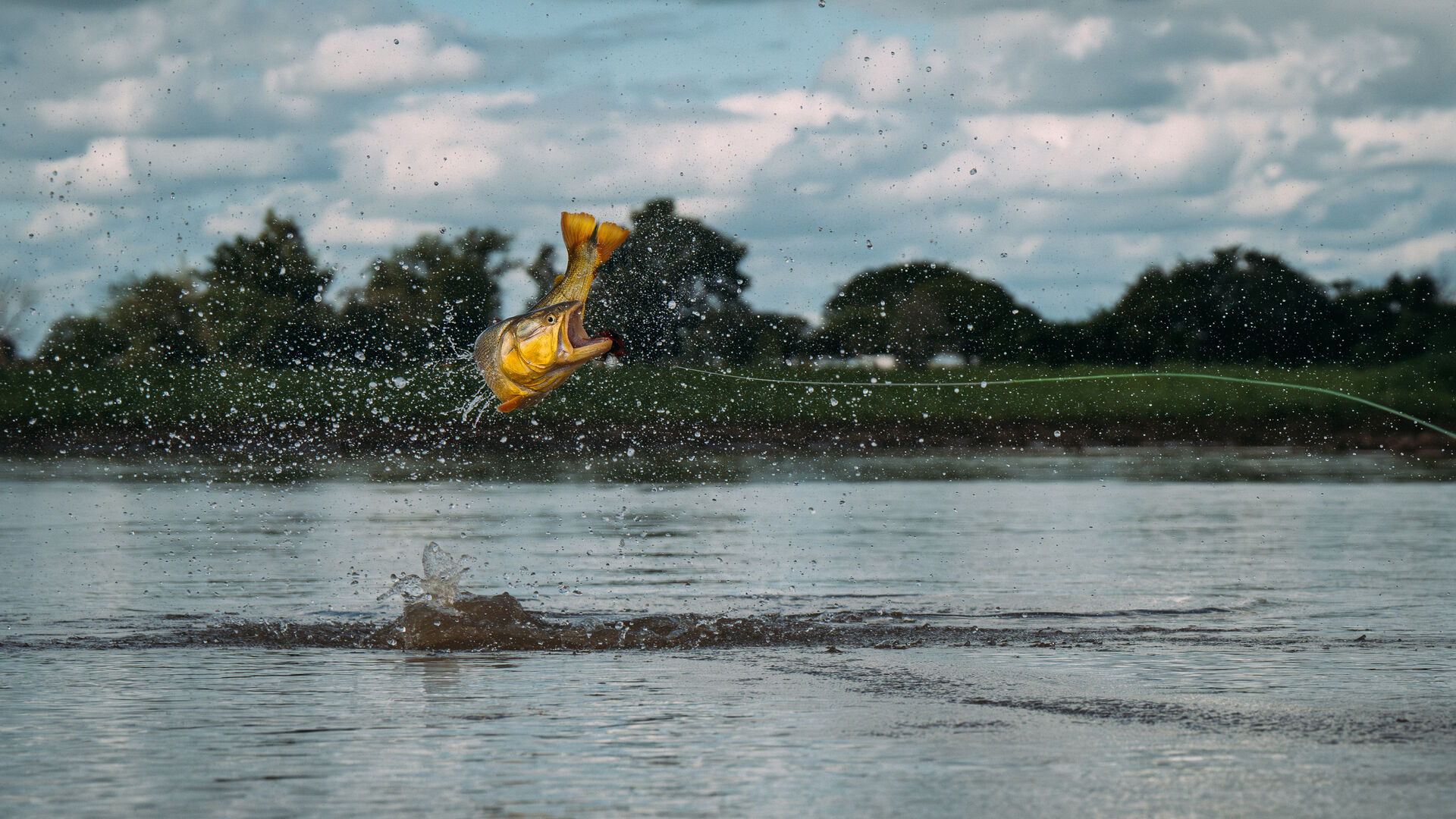 Golden Dorado breaking the surface of a Corrientes river