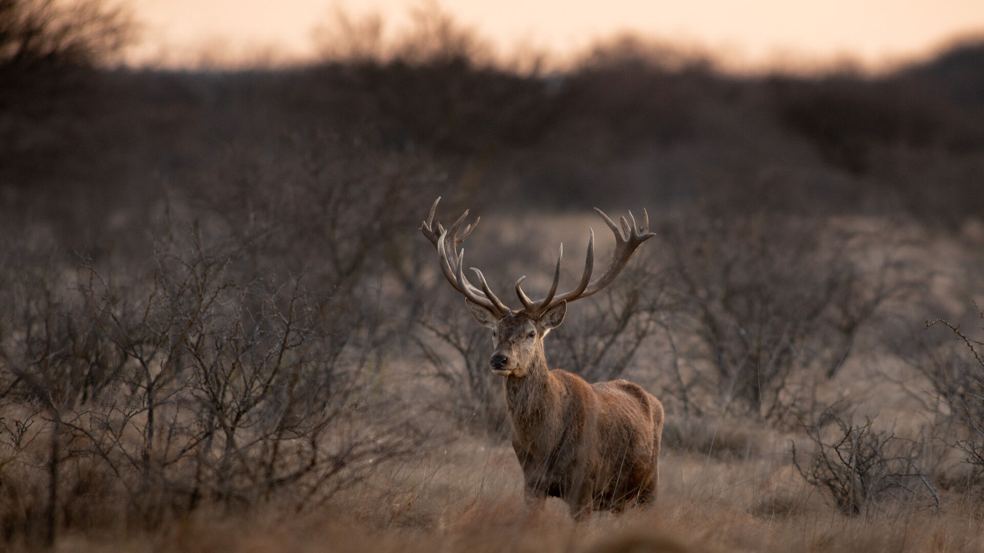 Red stag at dusk in the San Luis mountain wilderness