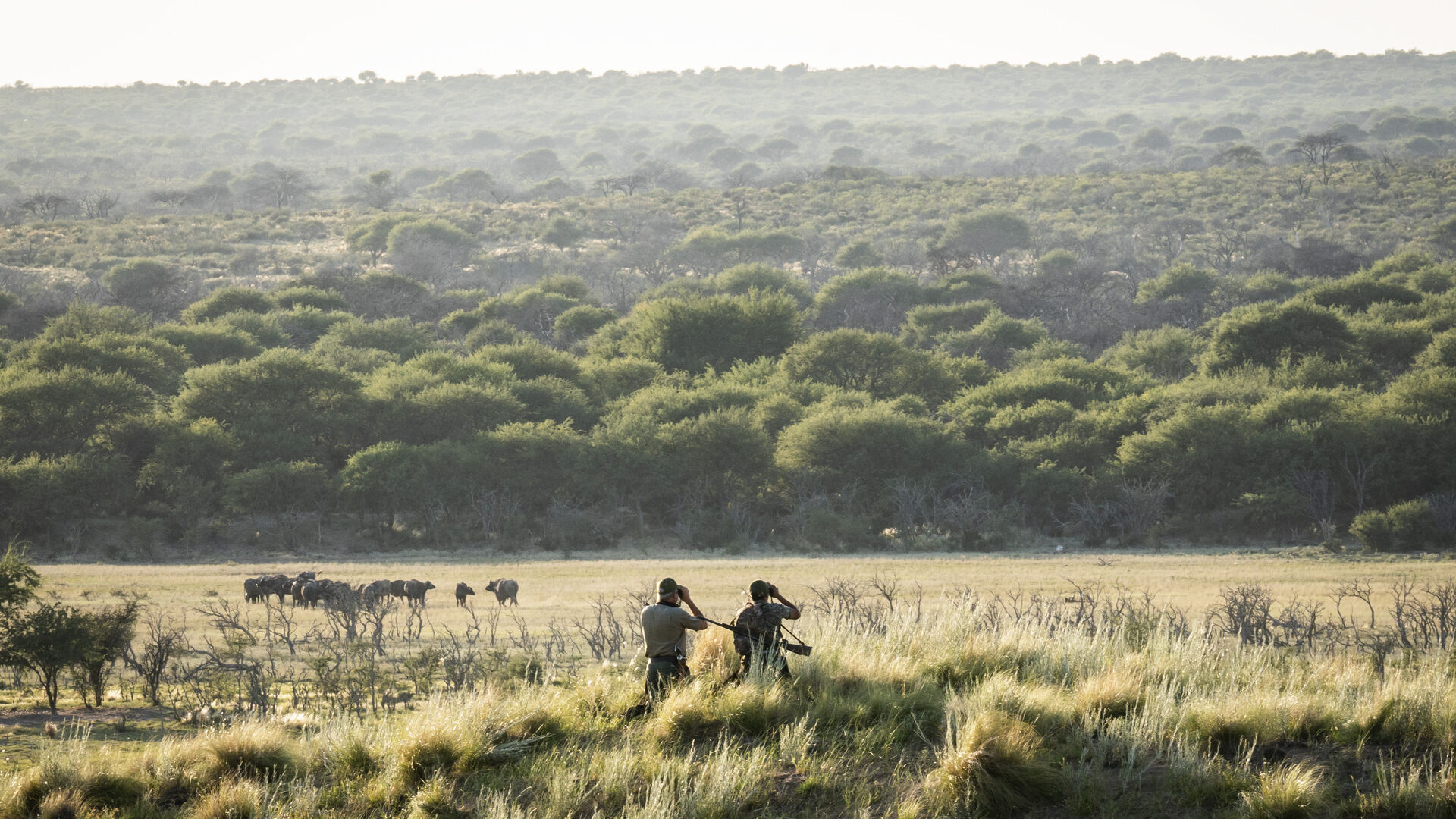 Guided game drive across the La Pampa bush at dawn