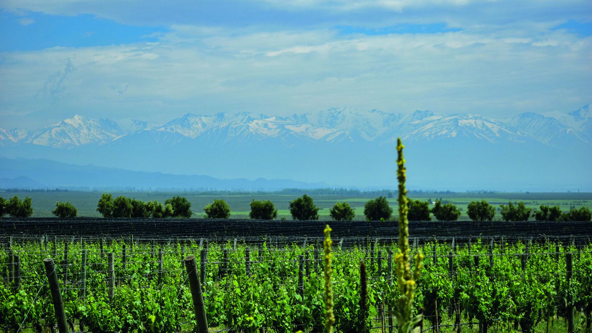Andes vineyards under snow-capped peaks in Mendoza