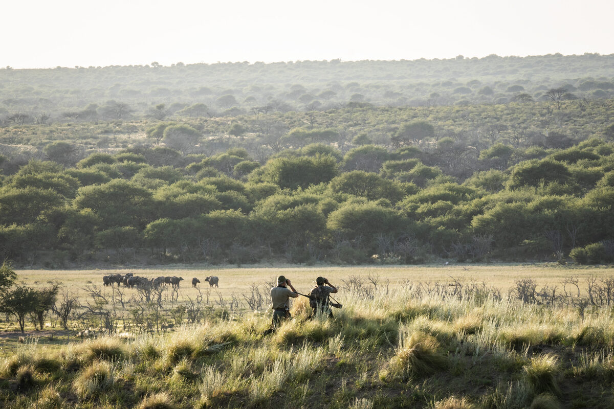 Guided game drive across the La Pampa bush at dawn — Big Game combined journey