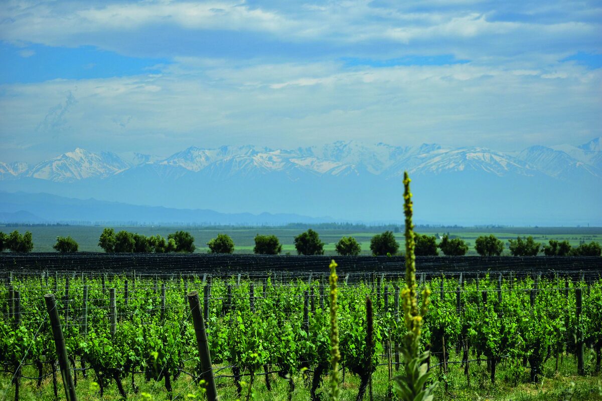 Vineyards below the snow-capped Andes in Mendoza — wine and culinary combined journey