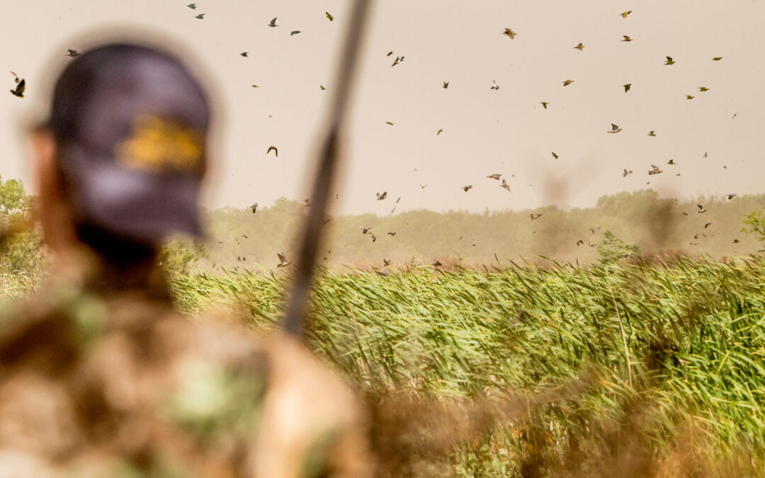 Argentina Dove Hunting: Firsthand Experiences with H&H Outfitters