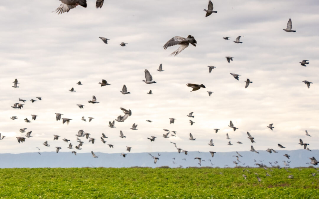 Dove Season 2025 in Argentina: An Unforgettable Experience