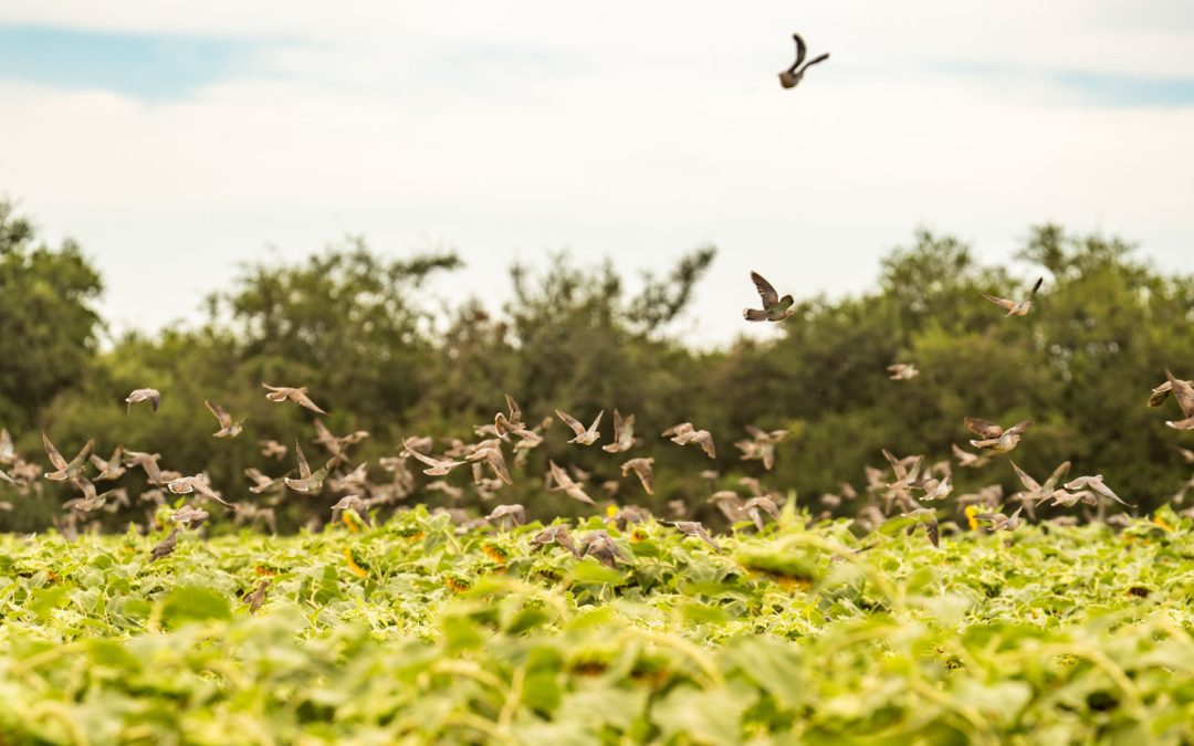 Best time to go dove hunting in Argentina