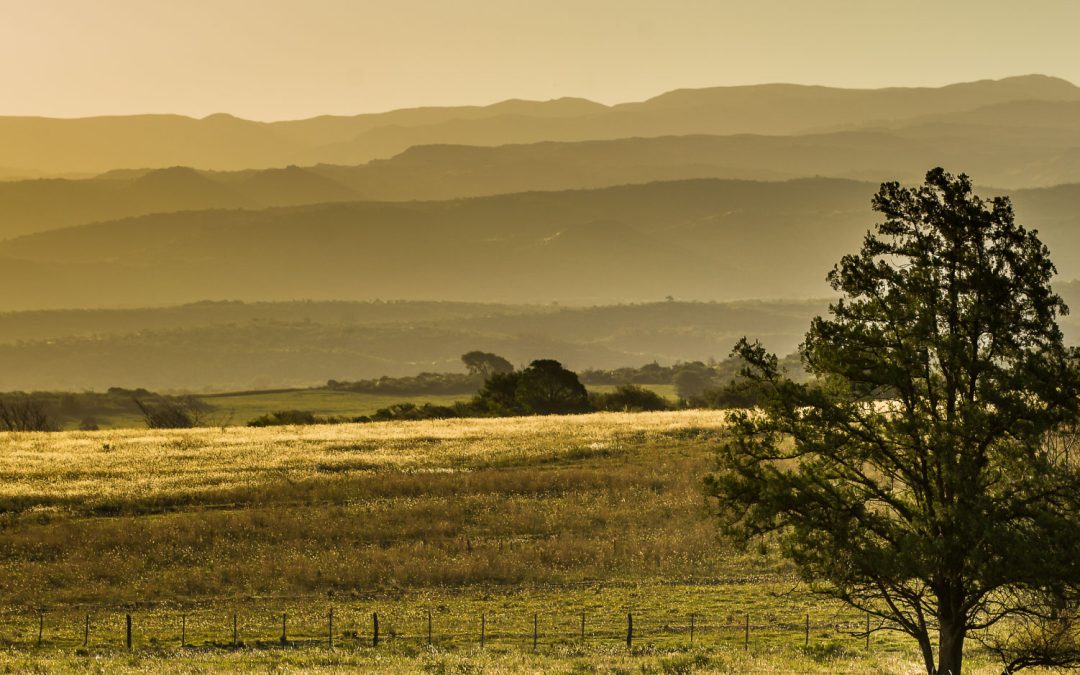 Dove Hunting in Argentina: Species, Habits & BestTechniques