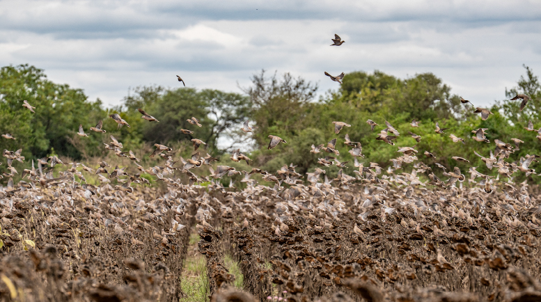 Doves flying over a sunflower field in Argentina