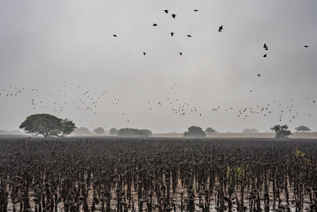 A field of dark, withered sunflowers stretches toward a misty horizon under a cloudy, rainy sky. A large flock of birds flies through the grey air above distant trees.