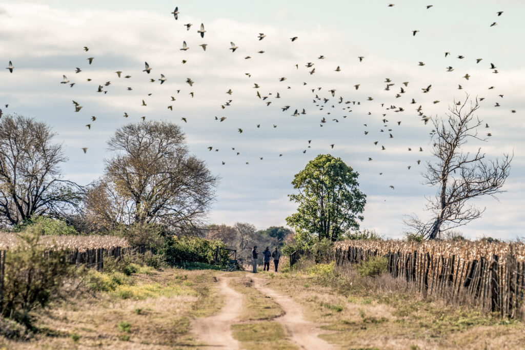Large flock of doves flying over the Argentine countryside in Córdoba, Argentina.