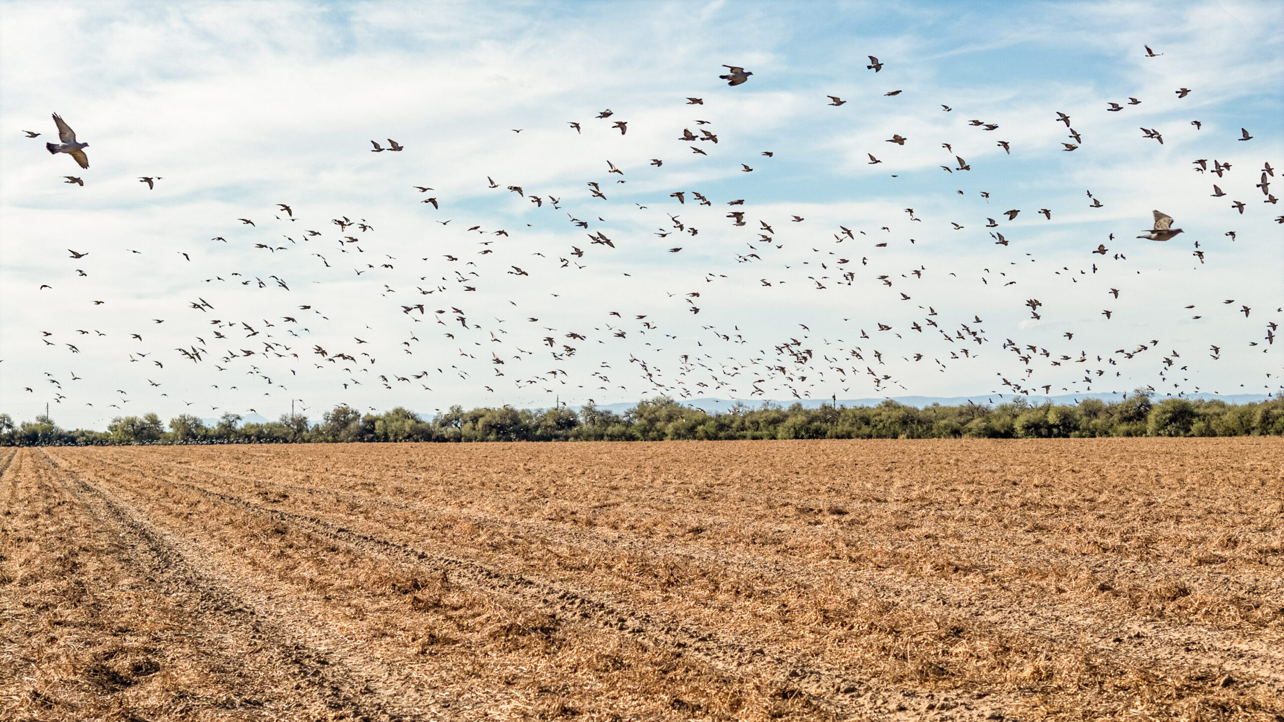 A large flock of birds flying across a bright blue sky above a vast, harvested agricultural field and a line of distant trees
