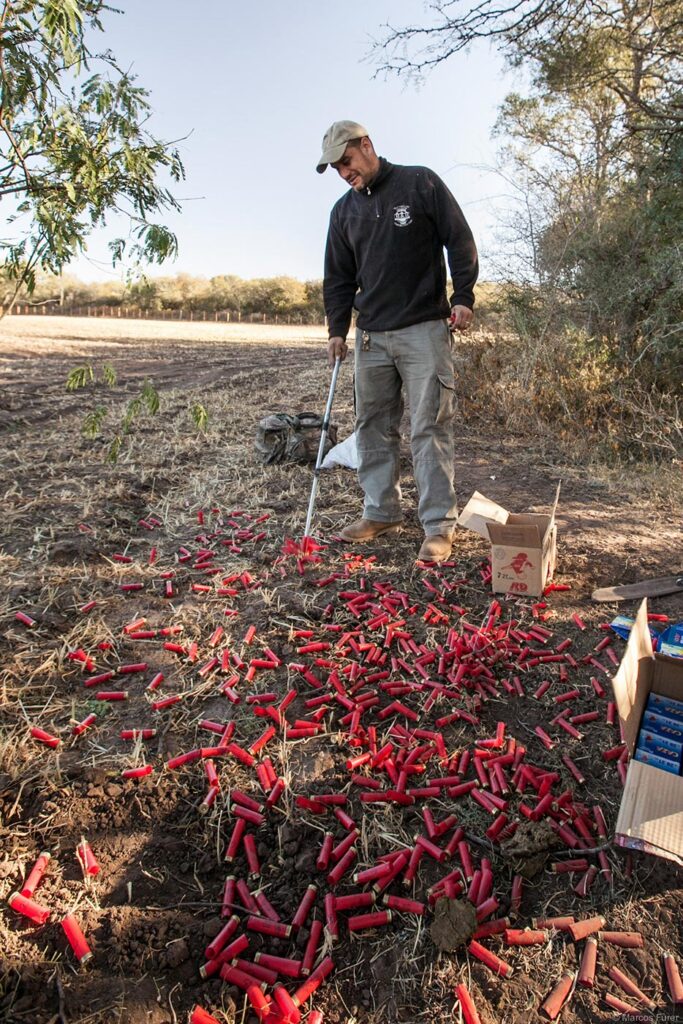 A field staff member collects spent red shotgun hulls beside empty shell boxes after a session in Córdoba