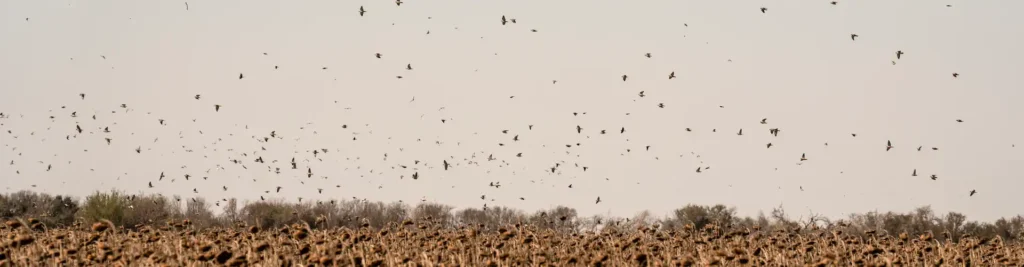Flocks of doves fly over a harvested sunflower field in Córdoba