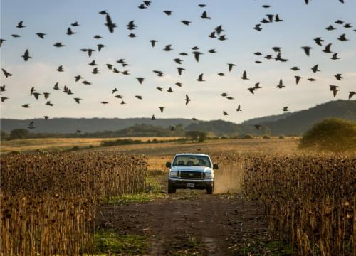 Dove-Season-2025-3