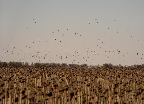 Dove-Season-2025-7