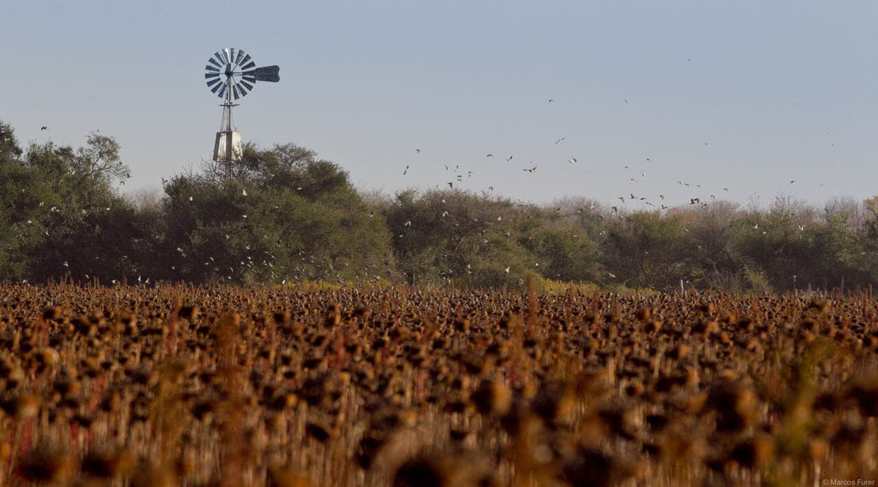 Field with doves