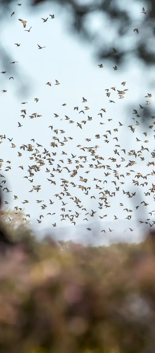Field full of flying birds in Argentina
